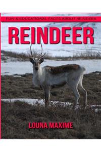 Reindeer