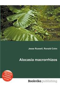 Alocasia Macrorrhizos