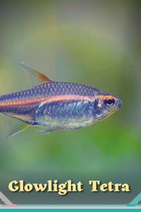 Glowlight Tetra