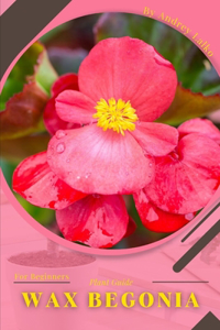 Wax Begonia