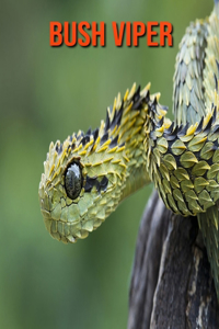 Bush Viper