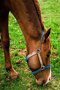 Horse Photo School Composition Book Equine Chestnut After Bath