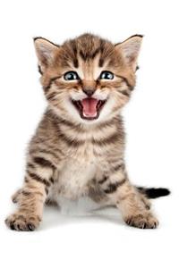 Cute Kitten