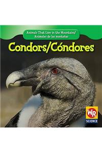 Condors / Cóndor