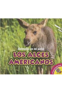 Alces Americanos