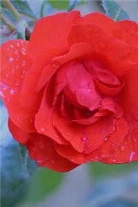 Rose and Rain Journal