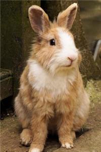 Mini Rex Rabbit (Oryctolagus cuniculus) Journal