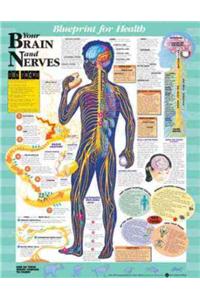 Blueprint for Health Your Brain and Nerves Chart