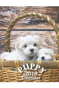 Puppy 2019 Calendar