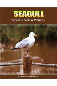Seagull: Amazing Facts & Pictures