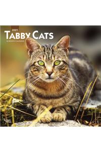 Tabby Cats 2021 Square