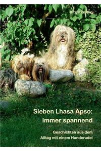 Sieben Lhasa Apso