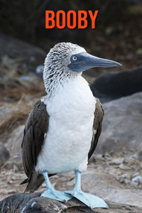 Booby