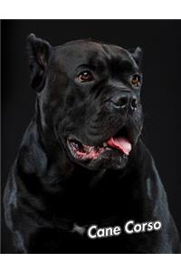 Cane Corso