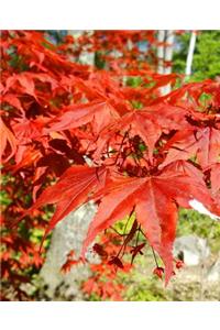 School Composition Book Springtime Red Japanese Maple Leaves