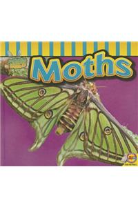 Moths