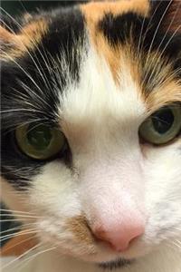 Close-Up of a Calico Cat Journal