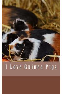 I Love Guinea Pigs