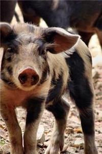 Happy Spotted Piglet Barnyard Animal Journal