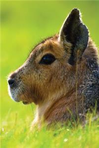 Short-Eared Hare Any Day Planner Notebook