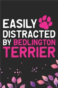 Easily Distracted by Bedlington Terrier