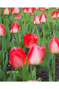 Red Tulips Journal