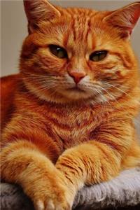 My Favorite Cat, Mackerel Journal
