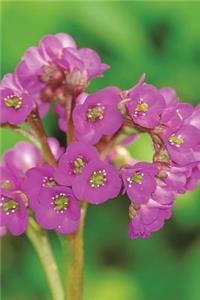 Bergenia Cordifolia Flowers Blooming Journal
