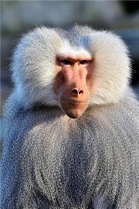 Baboon