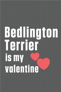 Bedlington Terrier is my valentine