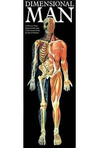 Dimensional Man Anatomical Chart Raised Relief
