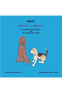 Meet Travis and Mollie, the Goldendoodle Pedigree and the Beagle Shelter Dog