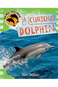 Animal Instincts: A Curious Dolphin