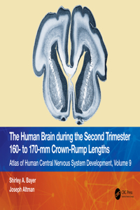 Human Brain During the Second Trimester 160- To 170-MM Crown-Rump Lengths