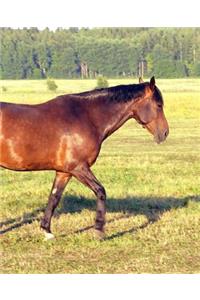 Horse Photo School Composition Book Equine Dappled Bay