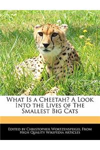 What Is a Cheetah? a Look Into the Lives of the Smallest Big Cats