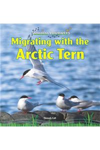 Migrating with the Arctic Tern