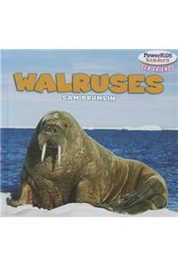 Walruses