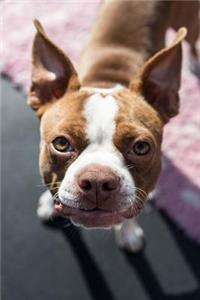 The Boston Terrier Dog Journal