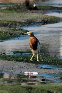 Javan Pond Heron Journal