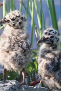 Seagull Chicks Bird Journal