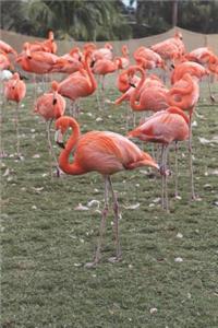 Flock of Pink Flamingos Journal: 150 Page Lined Notebook/Diary