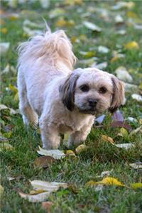 Lhasa Apso
