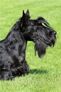 Scottish Terrier