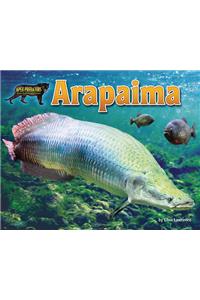 Arapaima