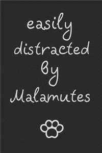 Easily distracted by Malamutes