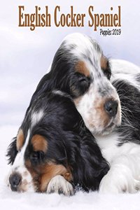ENGLISH COCKER SPANIEL PUPPIES M 2019