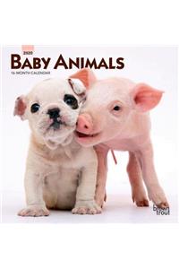 BABY ANIMALS 2020 MINI WALL CALENDAR