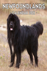 Newfoundlands