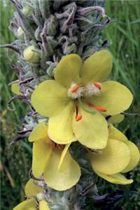 Muellein Flowers (Verbascum) Journal